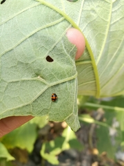Brachiacantha decora