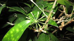 Dracaena surculosa