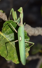 Sphodromantis viridis