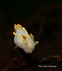 Polycera quadrilineata