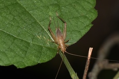 Aphonoidini