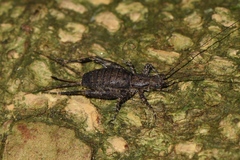 Ornebius polycomus