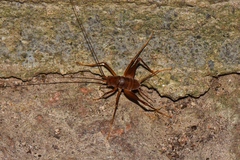 Diestrammena
