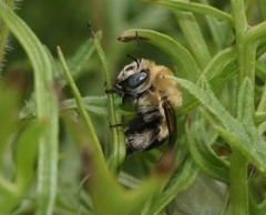 Anthophora montana