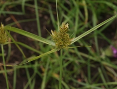 Cyperus fendlerianus