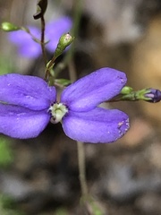 Stylidium pritzelianum