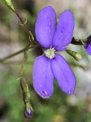 Stylidium pritzelianum