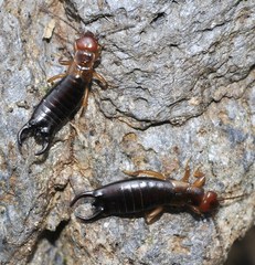 Eulithinus analis