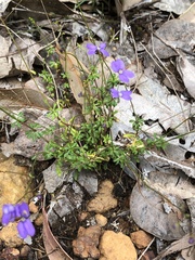 Stylidium pritzelianum