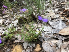 Stylidium pritzelianum
