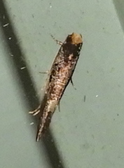 Monopis spilotella