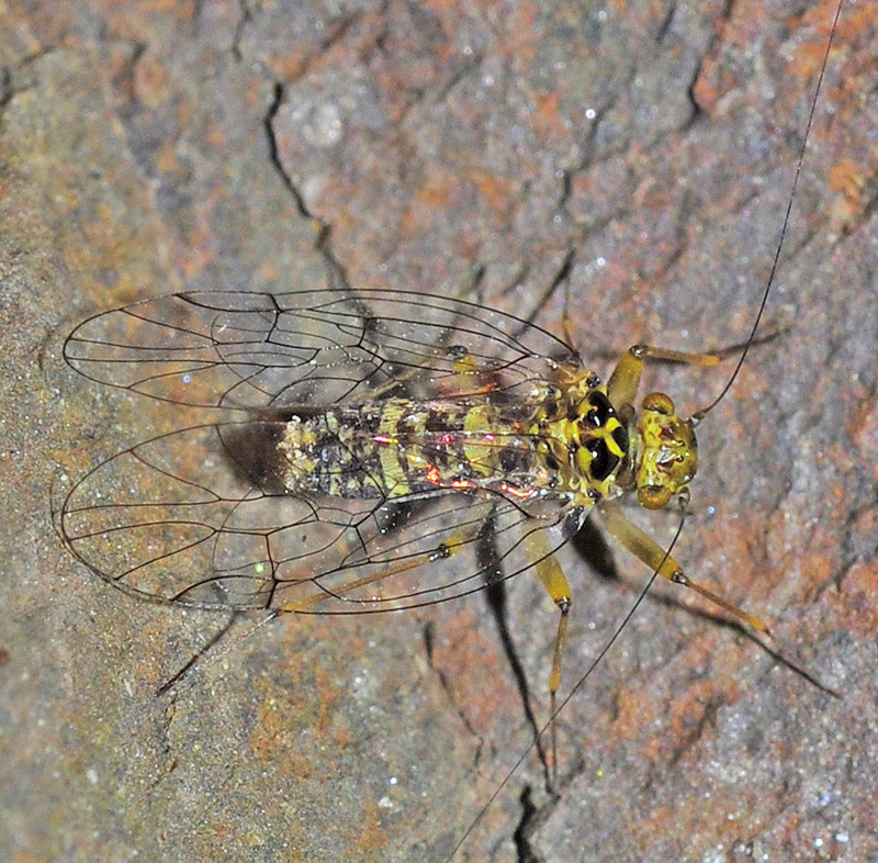 Large-winged Barklice