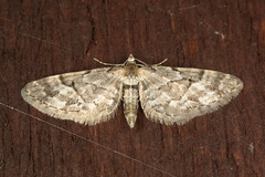 Eupithecia lanceata