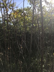 Ailanthus altissima
