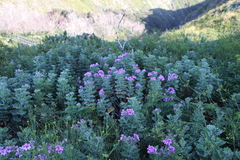 Pelargonium cucullatum strigifolium