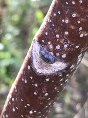 Ailanthus altissima