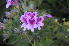Pelargonium cucullatum strigifolium