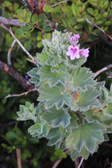 Pelargonium cucullatum strigifolium