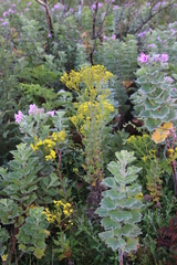 Senecio subcanescens