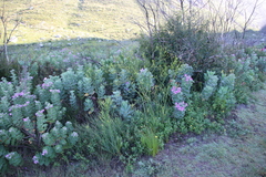 Pelargonium cucullatum strigifolium