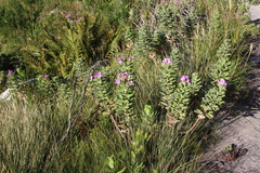 Pelargonium cucullatum strigifolium