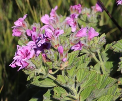 Pelargonium cucullatum strigifolium