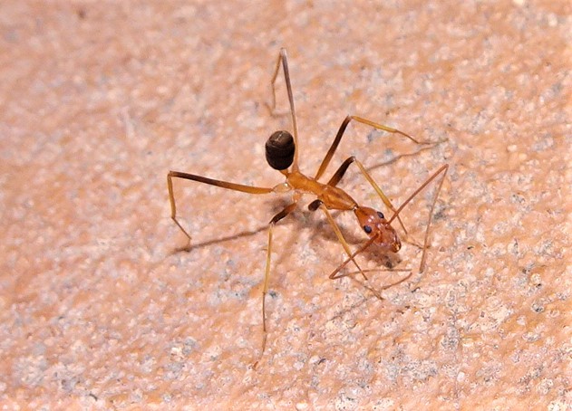 Leptomyrmex rufipes