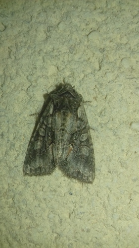 Dichonia convergens