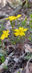 Hibbertia australis