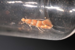 Phyllonorycter froelichiella