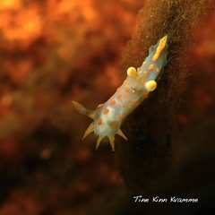 Polycera quadrilineata