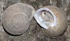 Iberus gualtieranus gualtieranus