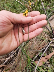 Sphaerolobium vimineum