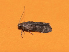 Exoteleia dodecella