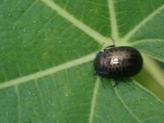 Chrysolina exanthematica