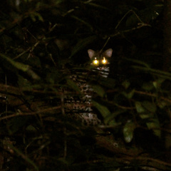 Prionailurus bengalensis