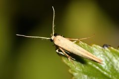 Stathmopoda skelloni