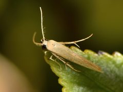 Stathmopoda skelloni