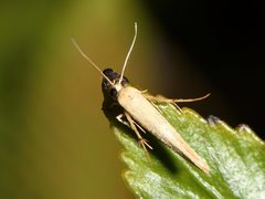 Stathmopoda skelloni