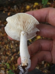 Clitocybe phyllophila