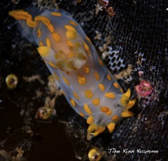 Polycera quadrilineata