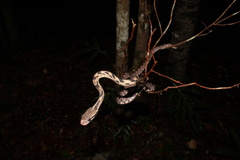Boiga siamensis