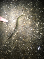 Siren intermedia