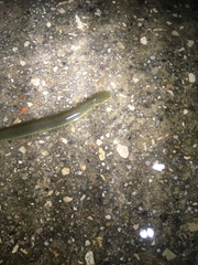 Siren intermedia
