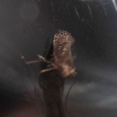 Neofaculta ericetella