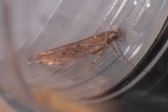 Neofaculta ericetella
