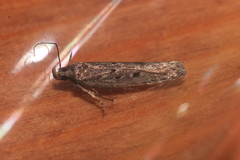 Neofaculta ericetella