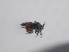 Euaspis