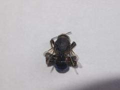 Ctenoplectra chalybea