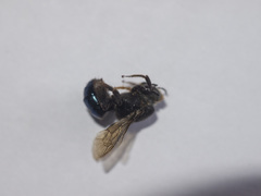 Ctenoplectra chalybea